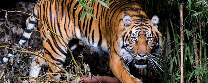 Tijger in een dierentuin