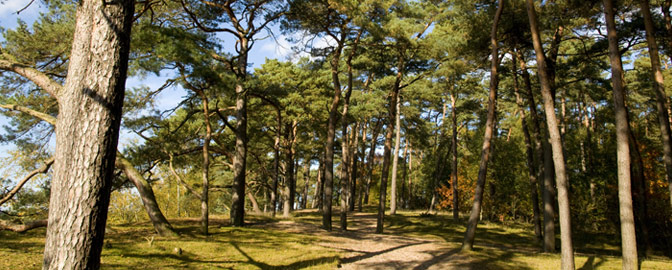 Soester Duinen omgeving Amersfoort